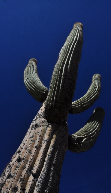 saguaro